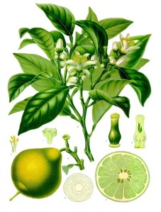 bergamote-planche-botanique